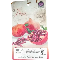 Granatmedis - Punica granatum NANA