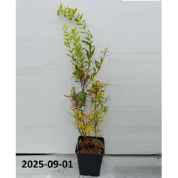 Granatmedis - Punica granatum RED HORSE