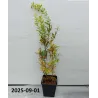 Punica granatum RED HORSE
