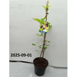 Juodasis šilkmedis su pristatymu į namus