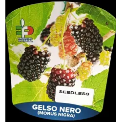 Juodasis šilkmedis su pristatymu į namus