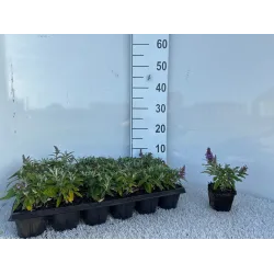 Buddleja davidii BUTTERFLY CANDY LITTLE LILA