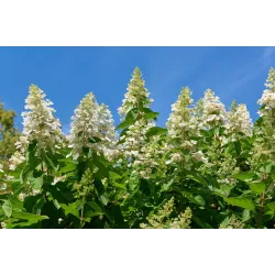 Šluotelinė hortenzija - Hydrangea paniculata TARDIVA