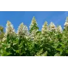 Šluotelinė hortenzija - Hydrangea paniculata TARDIVA