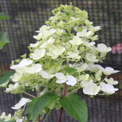 Šluotelinė hortenzija - Hydrangea paniculata TARDIVA