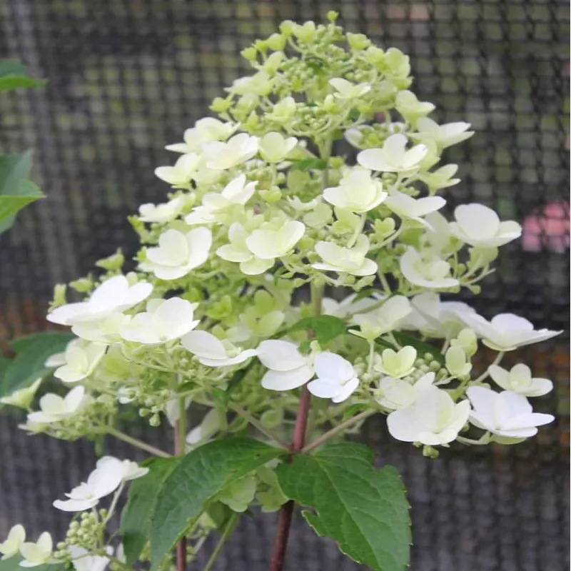 Šluotelinė hortenzija - Hydrangea paniculata TARDIVA