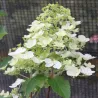 Šluotelinė hortenzija - Hydrangea paniculata TARDIVA