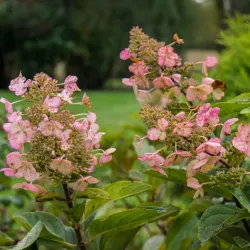 Šluotelinė hortenzija - Hydrangea paniculata TARDIVA