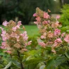Šluotelinė hortenzija - Hydrangea paniculata TARDIVA
