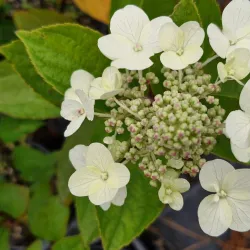Šluotelinė hortenzija - Hydrangea paniculata TARDIVA