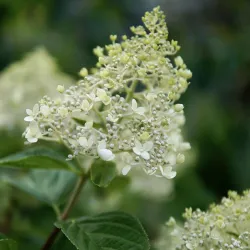 Šluotelinė hortenzija - Hydrangea paniculata TARDIVA