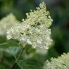 Šluotelinė hortenzija - Hydrangea paniculata TARDIVA