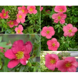 Krūminė sidabražolė (sidabrakrūmis) - Potentilla fruticosa Bellissima
