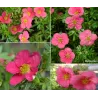 Krūminė sidabražolė (sidabrakrūmis) - Potentilla fruticosa Bellissima