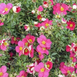 Shrubby cinquefoil - Potentilla fruticosa Bellissima