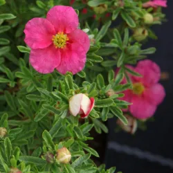 Krūminė sidabražolė (sidabrakrūmis) - Potentilla fruticosa Bellissima