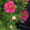 Krūminė sidabražolė (sidabrakrūmis) - Potentilla fruticosa Bellissima