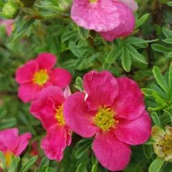Krūminė sidabražolė (sidabrakrūmis) - Potentilla fruticosa Bellissima