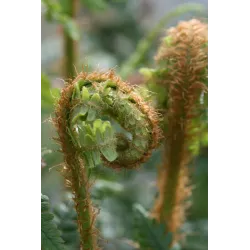 Dekoratyviniai augalai internetu