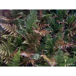 Dekoratyviniai augalai internetu