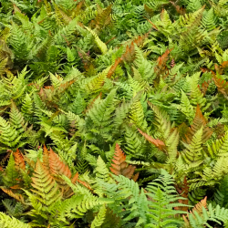 Dekoratyviniai augalai internetu