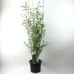 Bambukaitis - Fargesia BLACK DRAGON