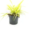 Hakonechloa macra ALLGOLD