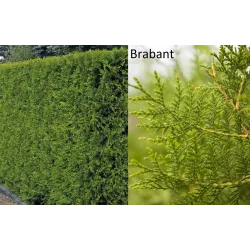 Vakarinė tuja - Thuja occidentalis BRABANT (Gyvatvorių pakuotės)