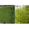 Vakarinė tuja - Thuja occidentalis BRABANT (Gyvatvorių pakuotės)