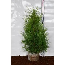 Vakarinė tuja - Thuja occidentalis BRABANT (Gyvatvorių pakuotės)