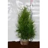 Vakarinė tuja - Thuja occidentalis BRABANT (Gyvatvorių pakuotės)
