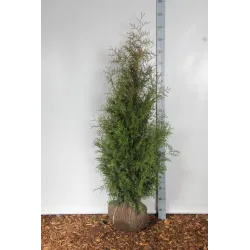 Vakarinė tuja - Thuja occidentalis BRABANT (Gyvatvorių pakuotės)