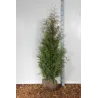 Vakarinė tuja - Thuja occidentalis BRABANT (Gyvatvorių pakuotės)