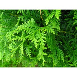 Vakarinė tuja - Thuja occidentalis BRABANT (Gyvatvorių pakuotės)