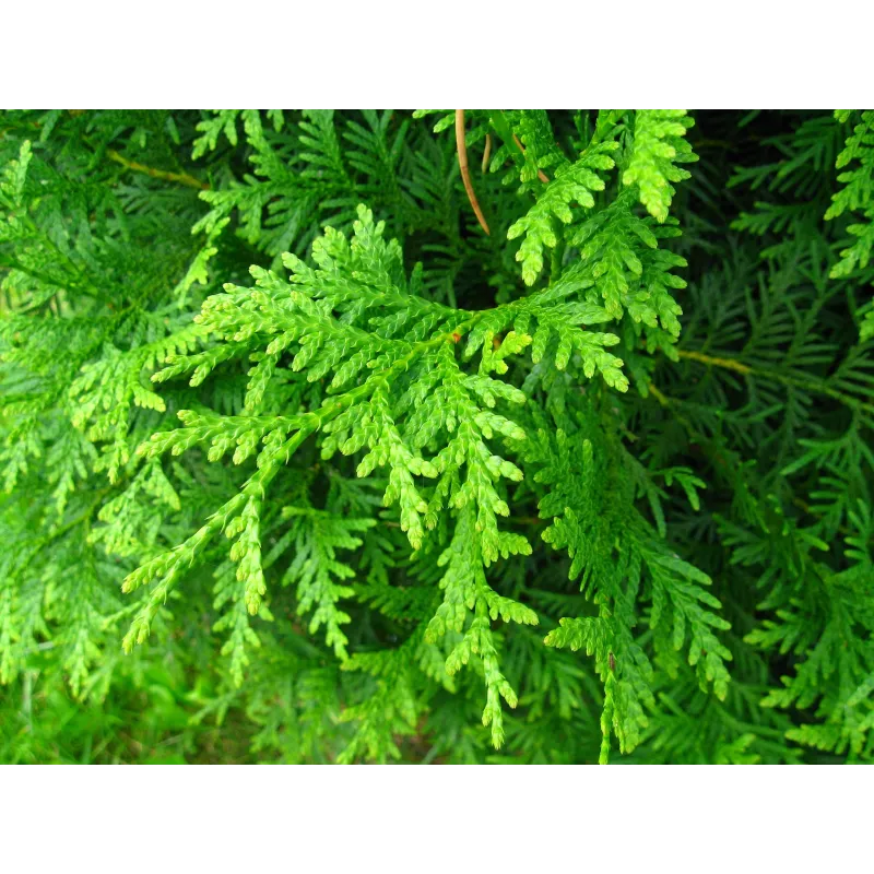 Vakarinė tuja - Thuja occidentalis BRABANT (Gyvatvorių pakuotės)