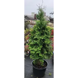 Vakarinė tuja - Thuja occidentalis BRABANT (Gyvatvorių pakuotės)