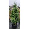 Vakarinė tuja - Thuja occidentalis BRABANT (Gyvatvorių pakuotės)