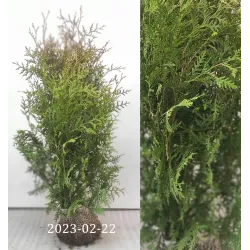 Vakarinė tuja - Thuja occidentalis BRABANT (Gyvatvorių pakuotės)