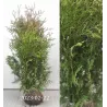 Vakarinė tuja - Thuja occidentalis BRABANT (Gyvatvorių pakuotės)