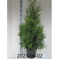 Vakarinė tuja - Thuja occidentalis BRABANT (Gyvatvorių pakuotės)