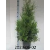Vakarinė tuja - Thuja occidentalis BRABANT (Gyvatvorių pakuotės)