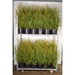 Vakarinė tuja - Thuja occidentalis BRABANT (Gyvatvorių pakuotės)