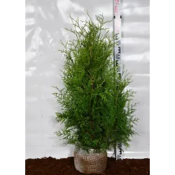 Vakarinė tuja - Thuja occidentalis BRABANT (Gyvatvorių pakuotės)