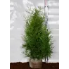 Vakarinė tuja - Thuja occidentalis BRABANT (Gyvatvorių pakuotės)