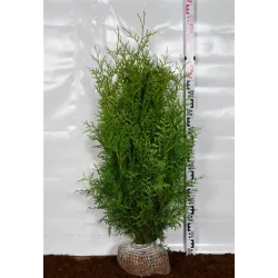 Vakarinė tuja - Thuja occidentalis BRABANT (Gyvatvorių pakuotės)