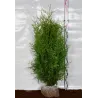 Vakarinė tuja - Thuja occidentalis BRABANT (Gyvatvorių pakuotės)