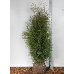 Vakarinė tuja - Thuja occidentalis BRABANT (Gyvatvorių pakuotės)