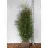 Vakarinė tuja - Thuja occidentalis BRABANT (Gyvatvorių pakuotės)