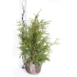 Vakarinė tuja - Thuja occidentalis BRABANT (Gyvatvorių pakuotės)