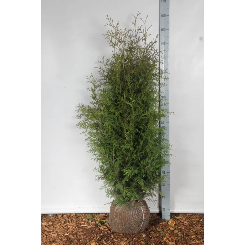 Vakarinė tuja - Thuja occidentalis BRABANT (Gyvatvorių pakuotės)
